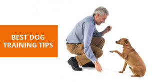 dog training tips and tricks